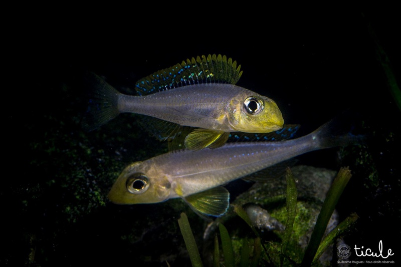 Xenotilapia sp. 'papilio sunflower' Chituta Bay